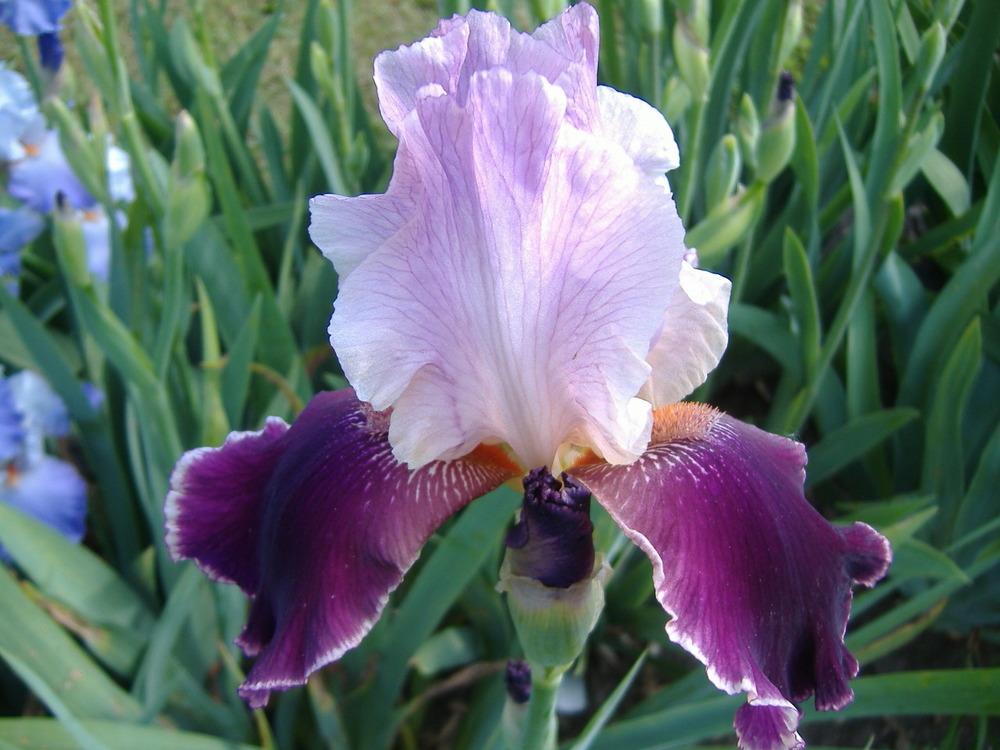 Photo of Tall Bearded Iris (Iris 'Latin Lover') uploaded by tveguy3