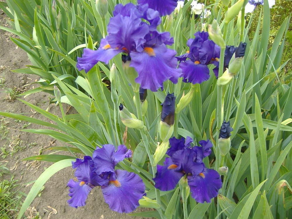 Photo of Tall Bearded Iris (Iris 'Paul Black') uploaded by tveguy3