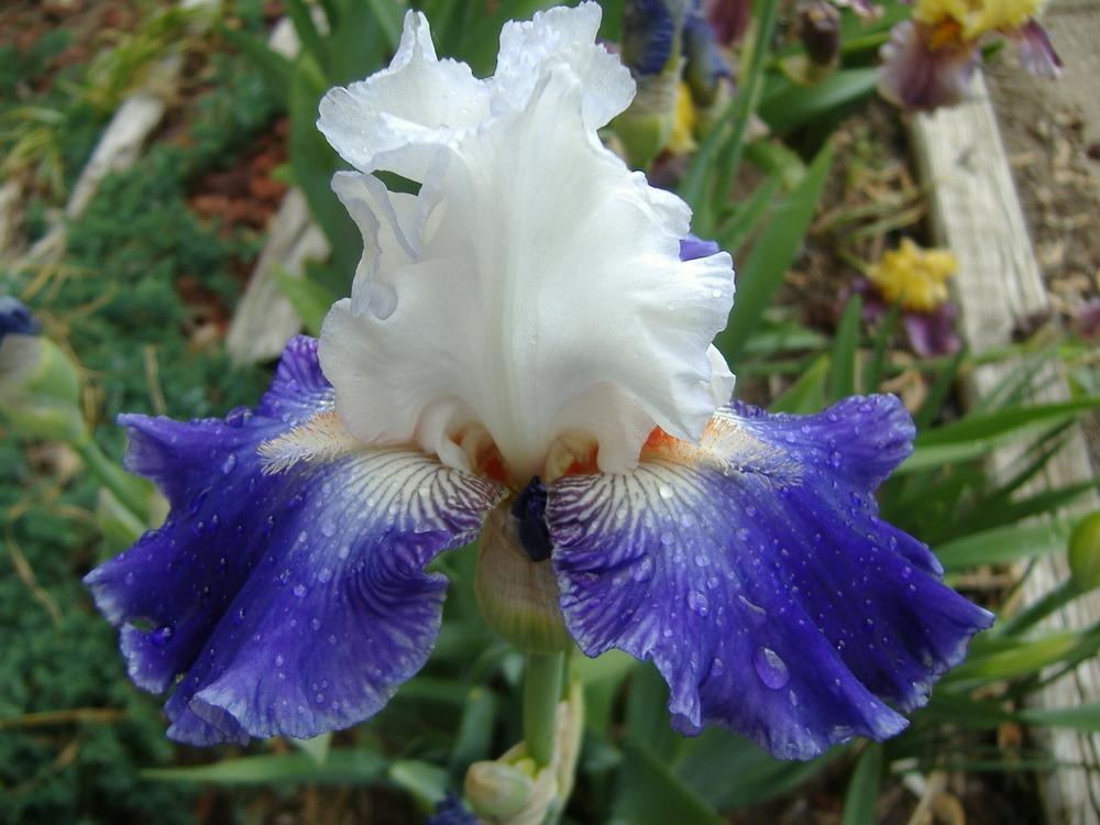 Photo of Tall Bearded Iris (Iris 'Stars and Stripes Forever') uploaded by tveguy3