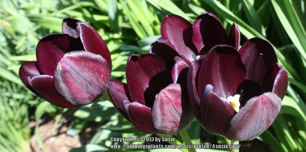 Photo of Single Late Tulip (Tulipa 'Queen of Night') uploaded by 4susiesjoy