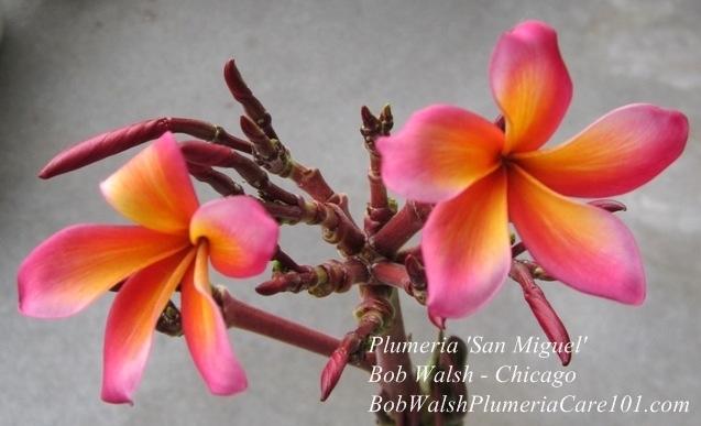 Photo of Plumeria (Plumeria rubra 'San Miguel') uploaded by BobWalshPlumeriaBook