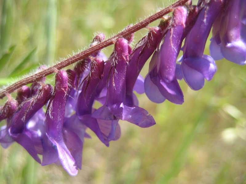 Photo of Purple Vetch (Vicia villosa subsp. varia) uploaded by Natalie