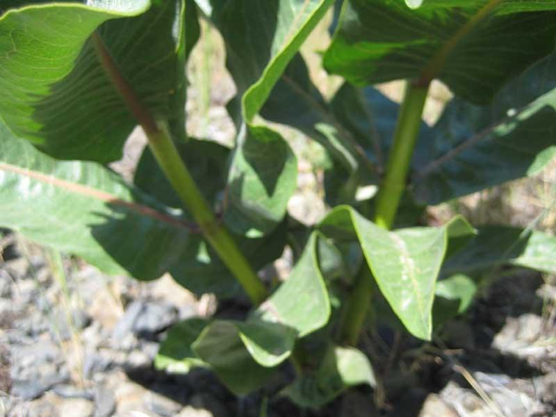 Photo of Showy Milkweed (Asclepias speciosa) uploaded by Natalie