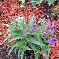 Location: Denver Metro CO
Date: 2013-06-05
A 2nd year penstemon, planted it late last year, survived zone 5 