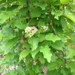 Location: Denver Metro CO
Date: 2013-06-05
Flowers & leaves of this unmaple-looking maple.  You can see that