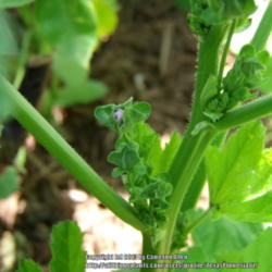 Location: Plano, TX
Date: 2013-06-05
First flowerbud. I started this plant earlier in the year and now