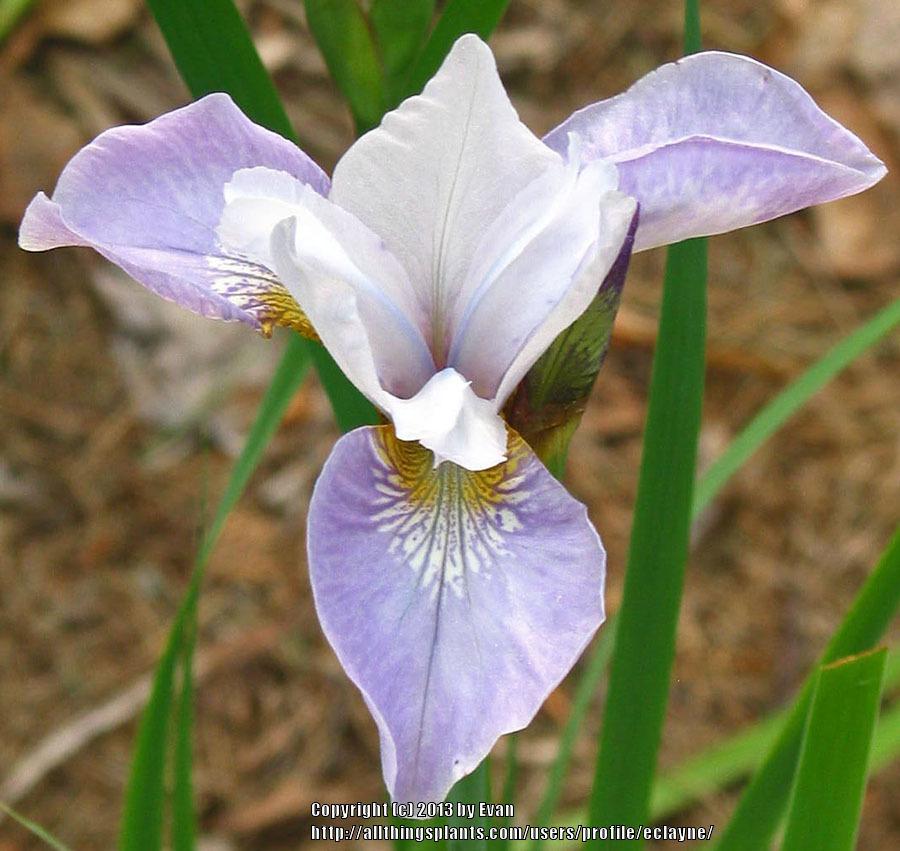 Photo of Siberian Iris (Iris 'Pleasures of May') uploaded by eclayne