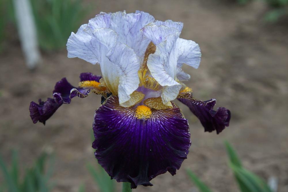 Photo of Tall Bearded Iris (Iris 'Opening Number') uploaded by eko123