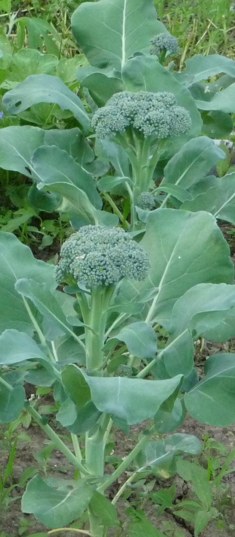 Photo of Broccoli (Brassica oleracea 'Packman') uploaded by gardengus