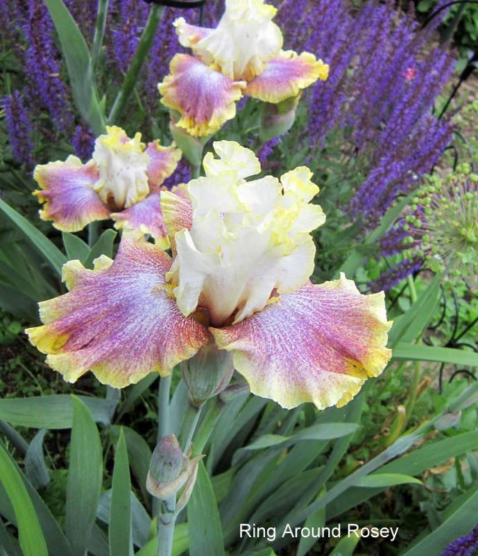 Photo of Tall Bearded Iris (Iris 'Ring Around Rosie') uploaded by ge1836