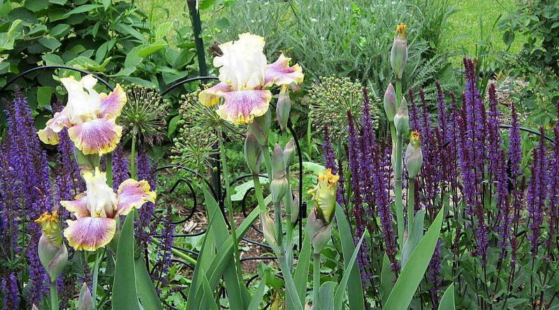 Photo of Tall Bearded Iris (Iris 'Ring Around Rosie') uploaded by ge1836