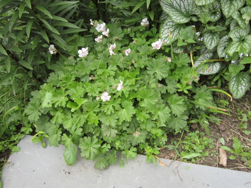 Photo of Hardy Geranium (Geranium x cantabrigiense 'Biokovo') uploaded by ge1836