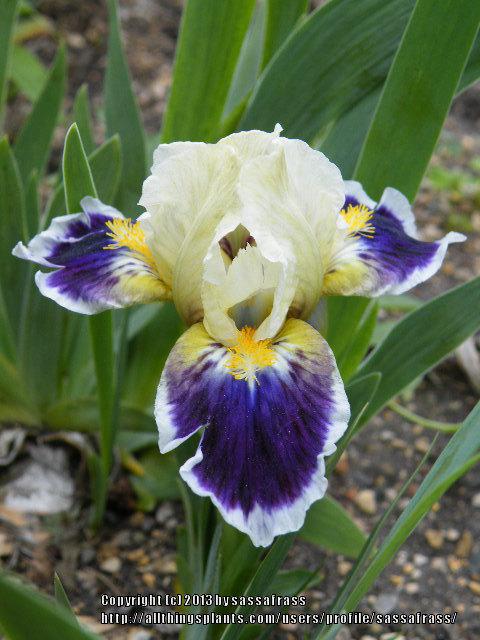 Photo of Standard Dwarf Bearded Iris (Iris 'Mikey Likes It') uploaded by sassafrass