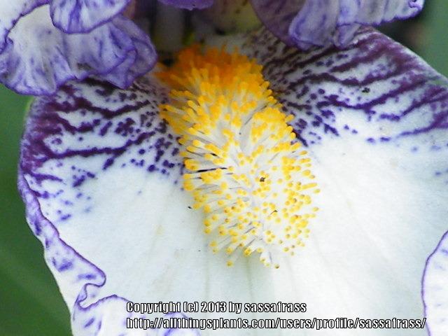 Photo of Standard Dwarf Bearded Iris (Iris 'Dollop') uploaded by sassafrass