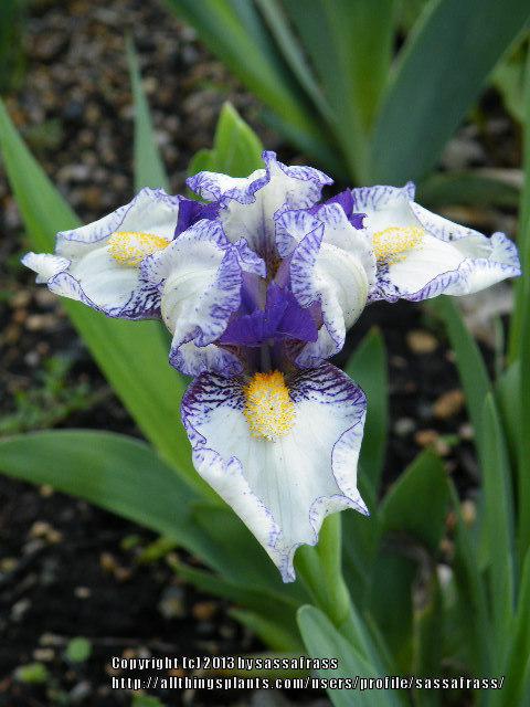 Photo of Standard Dwarf Bearded Iris (Iris 'Dollop') uploaded by sassafrass