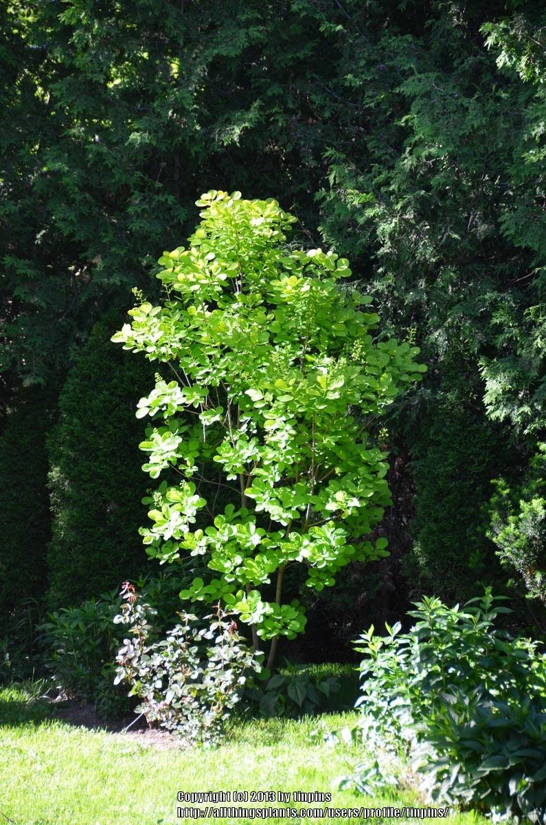 Photo of Smoketree (Cotinus coggygria Golden Spirit™) uploaded by tinpins