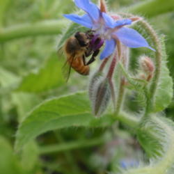 Location: Cedarhome, Washington
Date: 2009-08-12
#Pollination