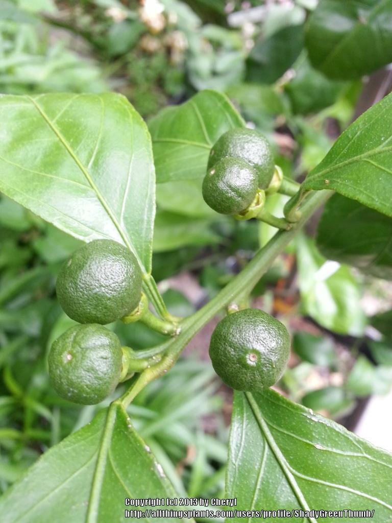 Photo of Satsuma Orange (Citrus reticulata 'Owari') uploaded by ShadyGreenThumb