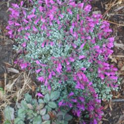 Location: Denver Metro CO
Date: 2013-06-06
This is actually 3 plants grown together.  It covers an area abou