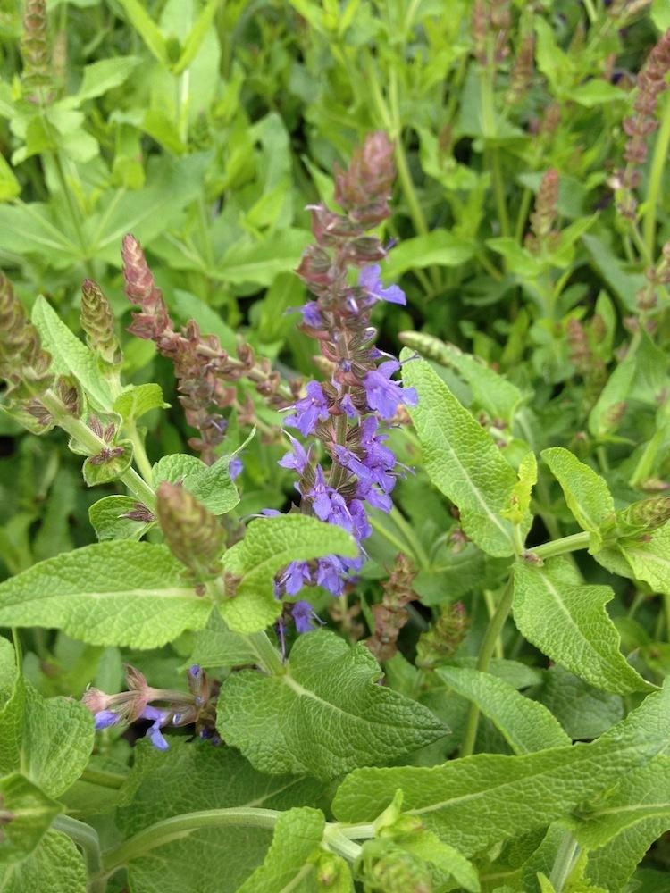 Photo of Salvia (Salvia nemorosa 'Bordeau Steel Blue') uploaded by Skiekitty