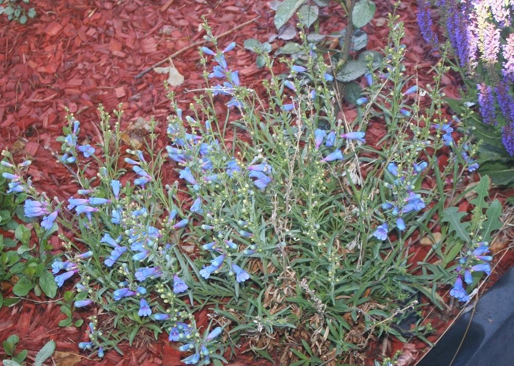 Photo of Foothill Beardtongue (Penstemon heterophyllus 'Electric Blue') uploaded by Skiekitty