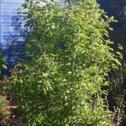 Location: Denver Metro CO
Date: 2013-06-06
Entire tree.. it's a small shrubby tree, but it's a tree neverthe