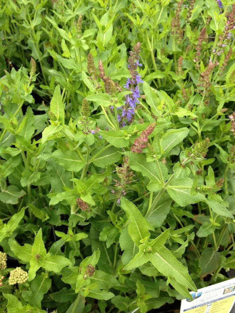 Photo of Salvia (Salvia nemorosa 'Bordeau Steel Blue') uploaded by Skiekitty