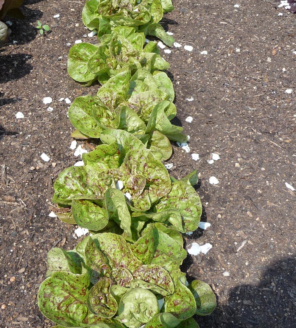 Photo of Lettuce (Lactuca sativa 'Forellenschluss') uploaded by gardengus