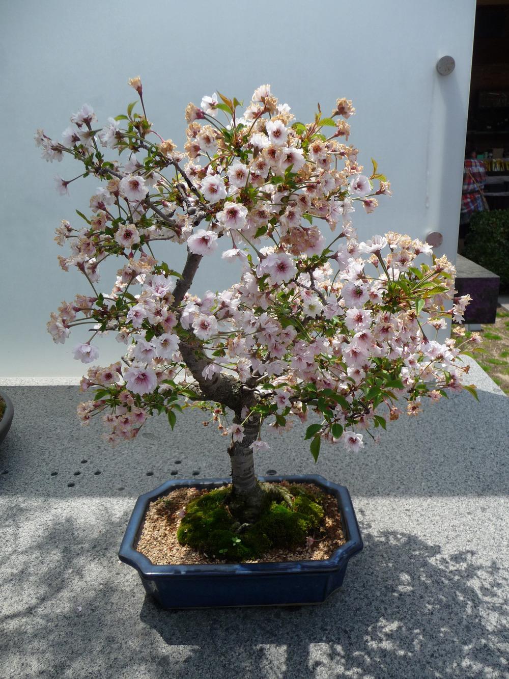 Photo of Sargent Cherry (Prunus sargentii) uploaded by gardengus