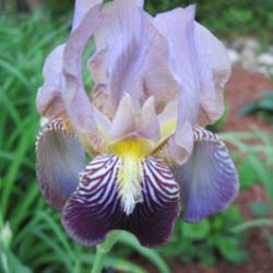 Location: Mason, New Hampshire
Date: June 4, 2013
another 'noid' iris in my gardens