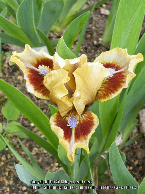 Photo of Standard Dwarf Bearded Iris (Iris 'Eye of Newt') uploaded by sassafrass