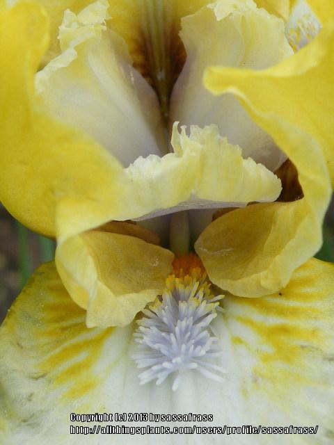 Photo of Standard Dwarf Bearded Iris (Iris 'Dancing Bunnies') uploaded by sassafrass