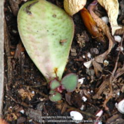 Location: At our garden - San Joaquin County, CA
Date: 2013-04-02
Leaf cutting from Jade plant with new growth