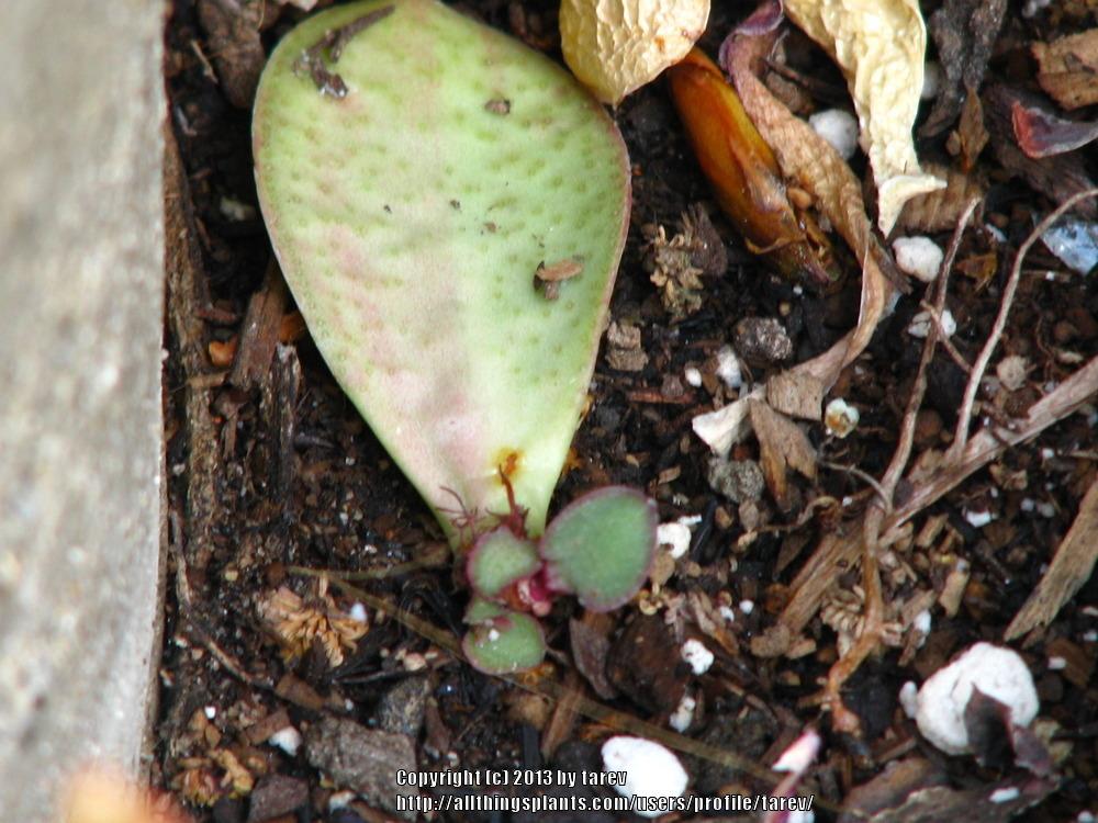 Photo of Jade Plant (Crassula ovata) uploaded by tarev