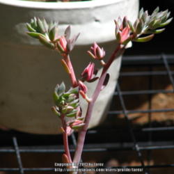 Location: At our garden - San Joaquin County, CA
Date: 2013-06-06
Close-up of flower stalk, buds and blooms