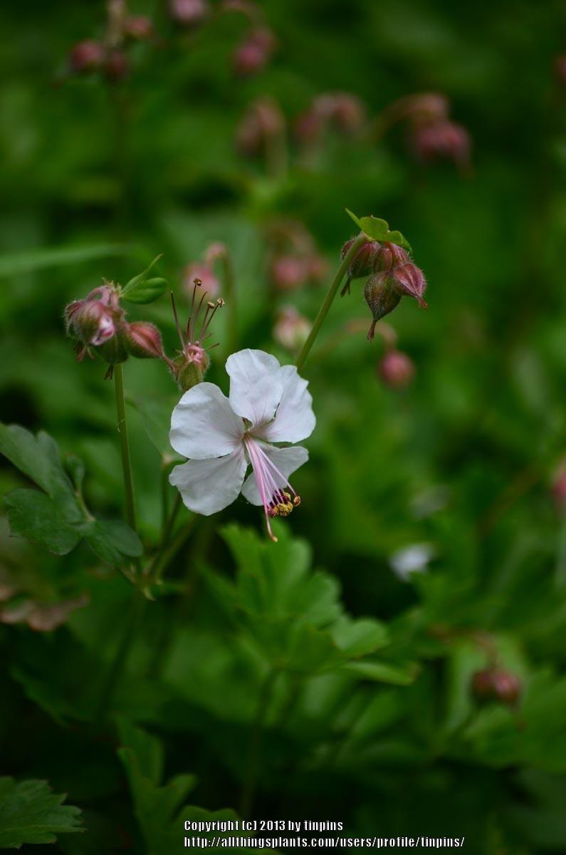 Photo of Hardy Geranium (Geranium x cantabrigiense 'Biokovo') uploaded by tinpins