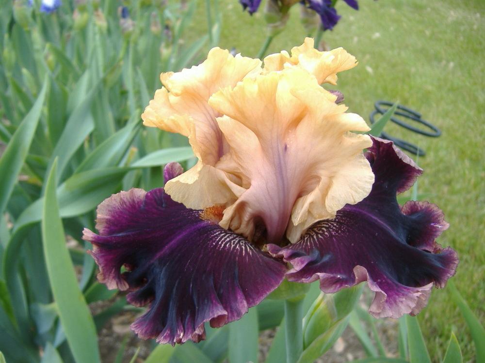Photo of Tall Bearded Iris (Iris 'Hello It's Me') uploaded by tveguy3