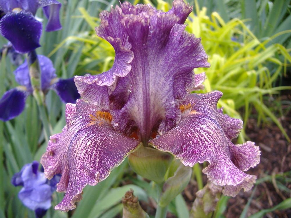 Photo of Tall Bearded Iris (Iris 'Queen in Calico') uploaded by tveguy3