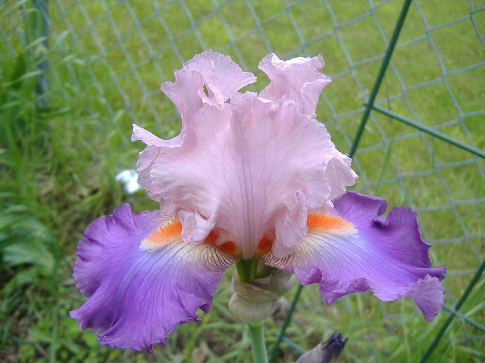 Photo of Tall Bearded Iris (Iris 'Dutchman's Dream') uploaded by tveguy3