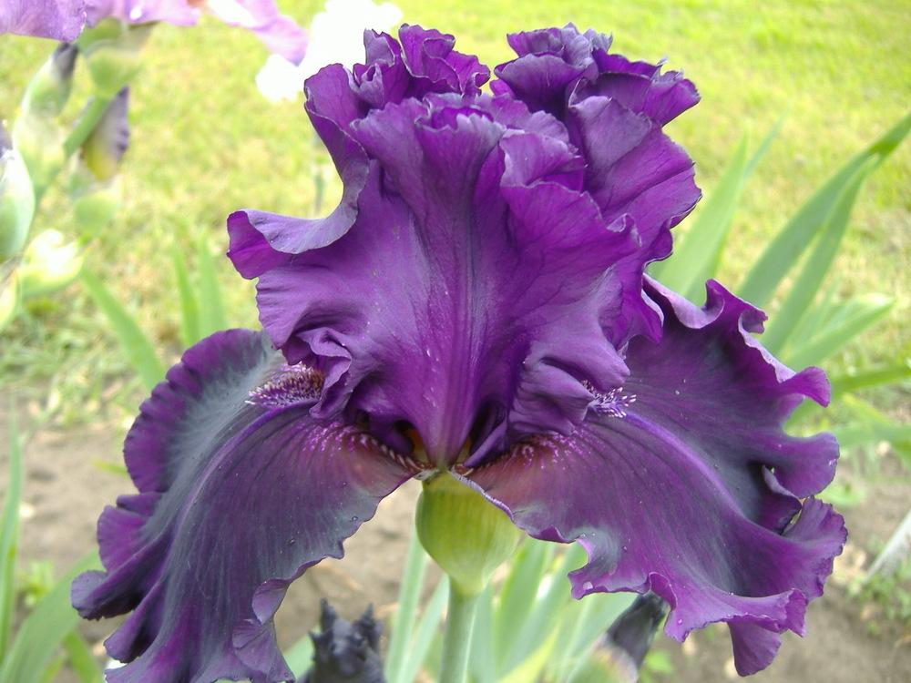 Photo of Tall Bearded Iris (Iris 'Dream Express') uploaded by tveguy3