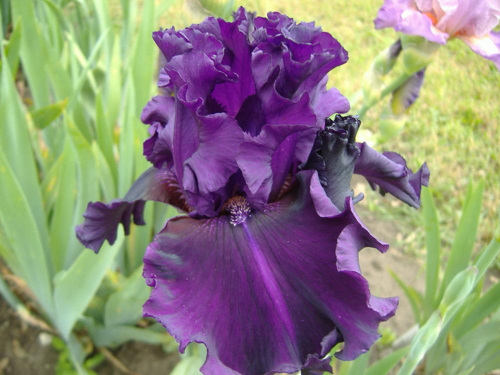 Photo of Tall Bearded Iris (Iris 'Dream Express') uploaded by tveguy3