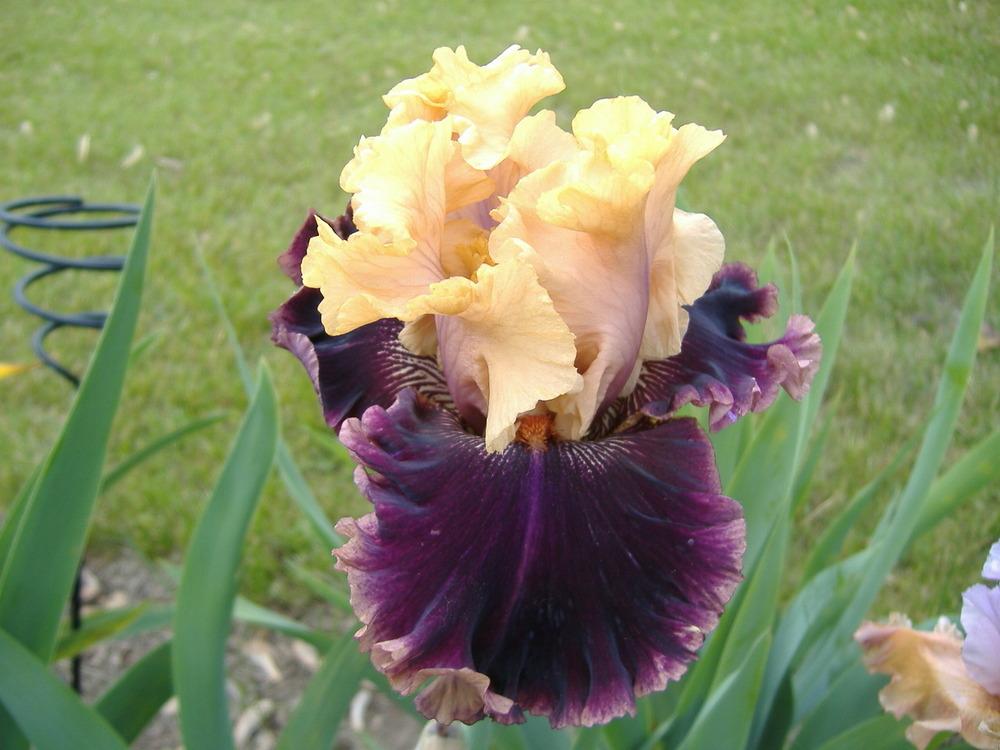 Photo of Tall Bearded Iris (Iris 'Hello It's Me') uploaded by tveguy3
