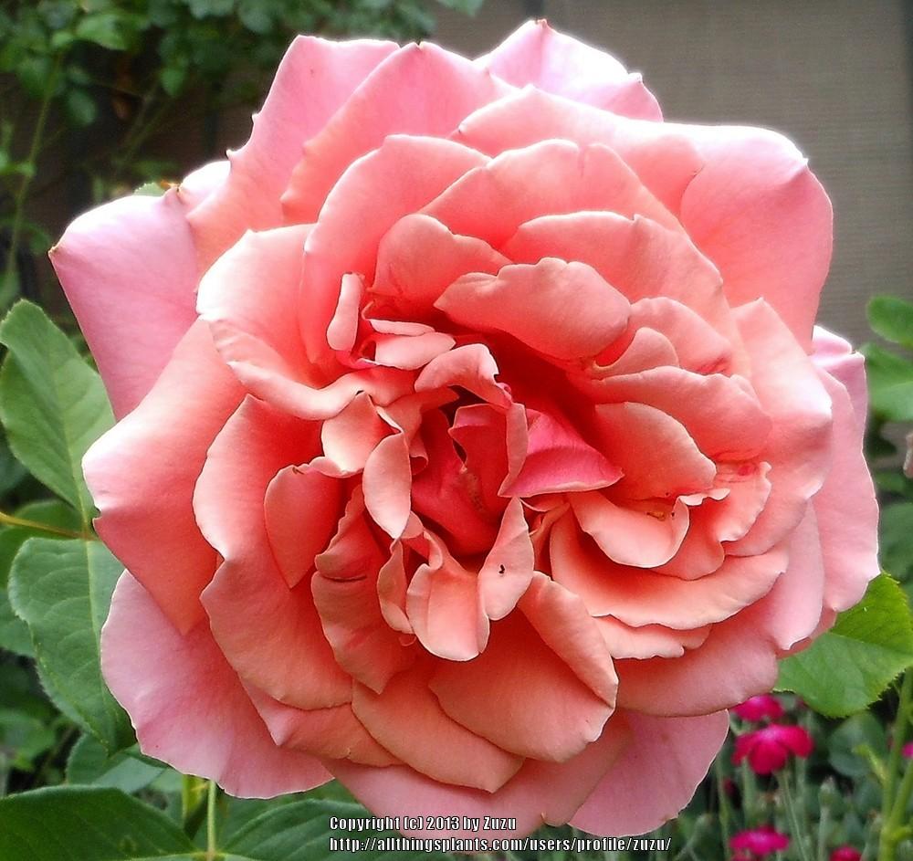 Photo of Rose (Rosa 'Catalina') uploaded by zuzu