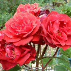 Location: In my Northern California garden
Date: 2013-06-05