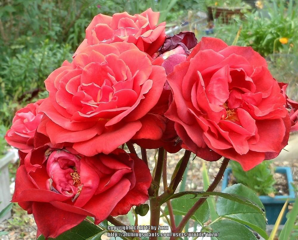 Photo of Rose (Rosa 'Brown Velvet') uploaded by zuzu