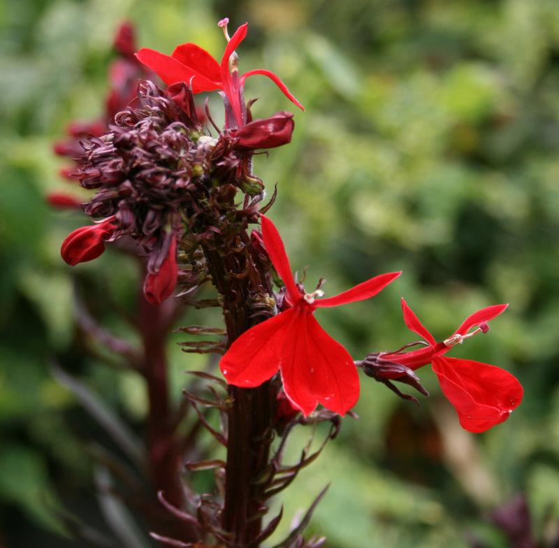 Photo of Cardinal Flower (Lobelia 'Queen Victoria') uploaded by Calif_Sue