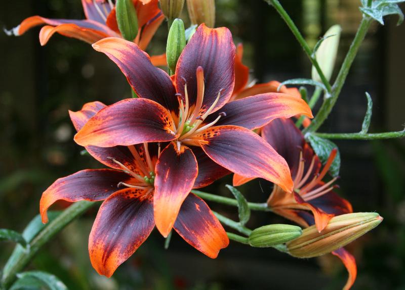 Photo of Asiatic Lily (Lilium 'Forever Susan') uploaded by Calif_Sue