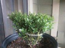 Photo of Boxwood (Buxus 'Green Gem') uploaded by Pat72