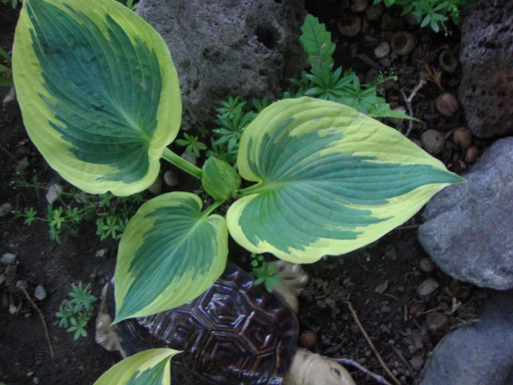 Photo of Hosta 'Band of Gold' uploaded by Paul2032