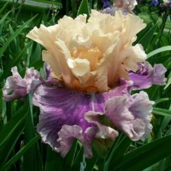 Location: Indiana
Date: May 2013
Roaring Twenties tall bearded iris
